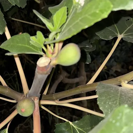 Chousa Prázdninový dům